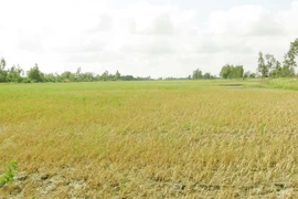 Diện tích lúa thất thu hoàn toàn vì xâm nhập mặn. (Ảnh: Chanh Đa/TTXVN) 