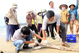Cơ quan chức năng lấy mẫu tìm nguyên nhân cá chết trên biển. (Ảnh minh họa: Trần Tĩnh/TTXVN)