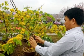 Người dân đến ngắm và chụp ảnh hoa mai tại Quảng trường 20/10. (Ảnh: Văn Đức/TTXVN)