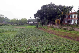 Mưa đá gây thiệt hại cho hoa màu. (Nguồn: TTXVN)