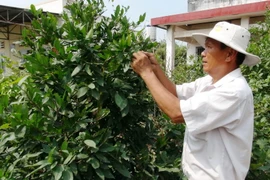 (Ảnh: Thanh Tân/TTXVN)