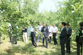 Đoàn công tác của Đại sứ quán Việt Nam đến tham quan các trang trại trồng táo của tỉnh Aomori. (Ảnh: Gia Quân/Vietnam+)