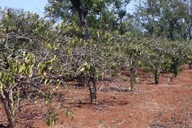 Một vườn càphê đã bị cháy khô do thiếu nước tưới. (Ảnh: Dương Giang/TTXVN)