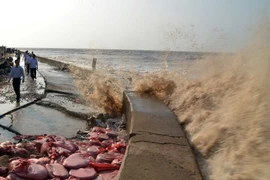 Dù đã được khắc phục tạm thời nhưng do sóng biển đánh mạnh nên kè Gành Hào vẫn đang có nguy cơ tiếp tục sạt lở. (Ảnh: Nguyễn Thanh Liêm/TTXVN)