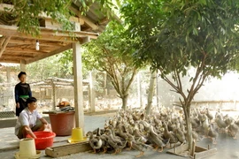 Nuôi vịt trở thành một trong những hướng thoát nghèo bền vững đối với các gia đình ở xã Minh Hương, Hàm Yên, Tuyên Quang. (Ảnh: Văn Tý/TTXVN)