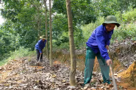 Chăm sóc rừng cao su. (Ảnh minh họa: Thế Duyệt/TTXVN)