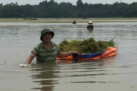 Nước ngập sâu, người nông dân phải dùng vải bạt dứa làm thuyền để chở lúa gặt về. (Ảnh: Nguyễn Thảo/TTXVN) 