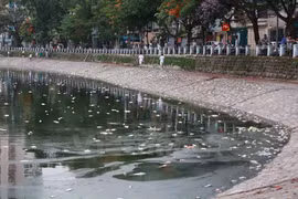 Cá chết ở hồ Hoàng Cầu. (Ảnh: Minh Sơn/Vietnam+)
