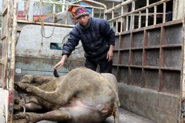 Trâu của gia đình ông Lê Quang Đức, xóm Pò Mán xã Quang Hán, huyện Trà Lĩnh, Cao Bằng bị chết rét sáng 27/1. (Ảnh: Quốc Đạt/TTXVN)