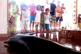 Một con cá heo được đặt tại Lăng Ông Nam Hải. (Ảnh minh họa: Thế Lập/TTXVN)