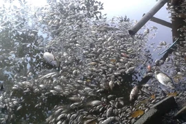 Cá chết nổi trắng hồ Mật Sơn gây ô nhiễm môi trường. (Ảnh: Trịnh Duy Hưng/TTXVN) 