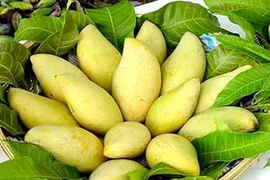 (Ảnh minh họa: Internet)