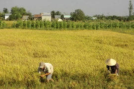 Thu hoạch lúa Đông Xuân 2015-2016 tại xã Tân Hòa, huyện Châu Thành A, tỉnh Hậu Giang. (Ảnh: Duy Khương/TTXVN)
