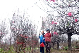 Những cành đào nở sớm được cắt phục vụ nhu cầu chơi Tết sớm của người dân. (Ảnh: Quang Quyết/TTXVN)
