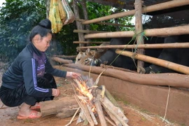 Người dân bản Tò Lọ, xã Chiềng Đen, thành Phố Sơn La, đốt lửa sưởi ấm cho gia súc. (Ảnh: Công Luật/TTXVN)