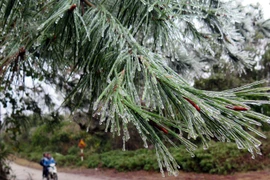 (Ảnh minh họa: Chu Quốc Hùng/TTXVN)