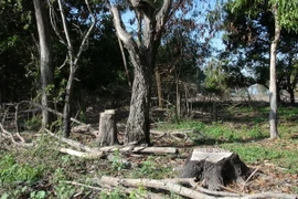 Rừng phòng hộ Dầu Tiếng tại đảo Nhím bị tàn phá nặng nề. (Ảnh: Phạm Thanh Tân/TTXVN)