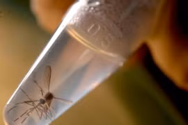 Nghiên cứu loài muỗi Aedes, vật trung gian truyền virus Zika, tại phòng thí nghiệm ở trường Đại học El Salvador, thủ đô San Salvador của El Salvado ngày 3/2. (Nguồn: AFP/TTXVN)