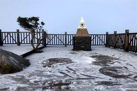 Sương muối phủ trắng trên đỉnh Fansipan. (Ảnh: Quốc Khánh/TTXVN)