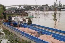 Một chiếc thuyền chở lợn bị lực lượng chức năng bắt giữ. Ảnh minh họa. (Ảnh: Công Mạo/TTXVN)