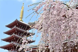 Hoa anh đào tại Tokyo, Nhật Bản. (Ảnh: AFP/TTXVN)