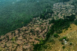Một khoảng rừng mưa Amazon ở bang Amazonas, Brazil bị cháy rụi. (Ảnh: AFP/TTXVN)