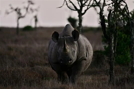 Tê giác đen tại khu vực Nanyuki, Kenya, đứng trước nguy cơ tuyệt chủng. (Ảnh: AFP/TTXVN)
