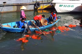 Thu gom rác thải nhựa trên mặt biển vùng khu vực cảng Quy Nhơn, tỉnh Bình Định. (Ảnh: Nguyên Linh/TTXVN)