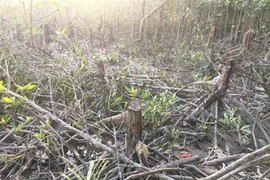 Hiện trường một rừng phòng hộ bị chặt phá. (Ảnh: Thế Anh/TTXVN)