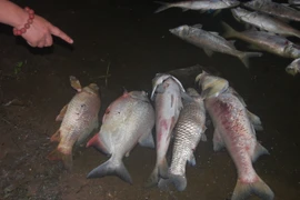 Nhiều cá thể cá rất lớn chết dạt vào bờ hồ Nam Linh Đàm (Ảnh: Sơn Bách/Vietnam+) 