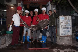 Con cá lăng khổng lồ có trọng lượng 75 kg tại Ngư Quán (Ảnh: Hồ Bách/Vietnam+) 