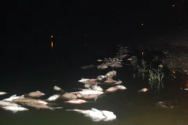 Cá chết nổi và dạt thành dải vào bờ hồ Nam Linh Đàm (Ảnh: Sơn Bách/Vietnam+)