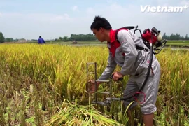 Máy cắt lúa cá nhân giúp giảm thiểu sức lao động cho bà con nông dân (Ảnh: Tùng Lâm/Vietnam+) 