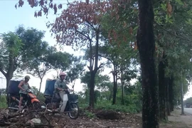 Hai người đàn ông chở xác cá chết ra khỏi khu vực hồ Linh Đàm (Ảnh: PV/Vietnam+) 