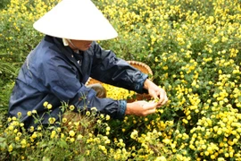 Ông Đình Kinh phải mặc áo mưa để hái Cúc, nhiều bông đen và hỏng (Ảnh: Phan Xâm/Vietnam+) 