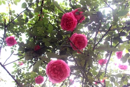 Hồng cổ Sapa có nguồn gốc từ Châu Âu, là giống hồng Pháp cổ (Ảnh: Phan Xâm/Vietnam+)