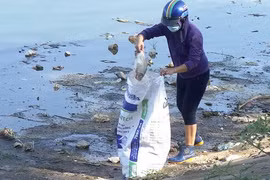 Một người không mặc áo đồng phục của Xí nghiệp thoát nước số 4 thu gom cá chết vào bao tải (Ảnh chụp sáng 28/10 tại hồ Linh Đàm) 