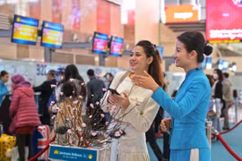 Vietnam Airlines vận chuyển cành đào, cành mai dịp Tết Nguyên đán Giáp Thìn 2024. (Ảnh: PV/Vietnam+)