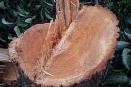 Ảnh minh họa. (Nguồn: TTXVN)