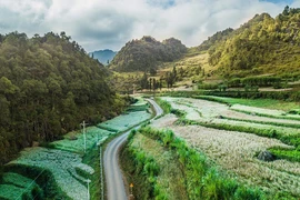 Hoa Tam giác mạch nở rộ hai bên đường trên đường dẫn vào huyện Lũng Cú, nơi có địa danh du lịch nổi tiếng quốc gia Cột cờ Lũng Cú. (Ảnh: Trọng Đạt/TTXVN)
