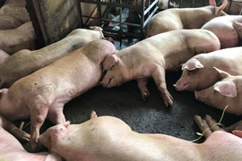 Lợn bị tiêm thuốc an thần chờ giết mổ tại cơ sở giết mổ Xuyên Á. (Ảnh: Tuấn Anh/TTXVN phát)