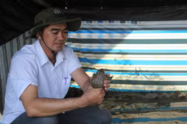Anh Cao Phú Khánh kiểm tra sự sinh trưởng của ếch do anh nuôi. (Ảnh: Thanh Bình/TTXVN)