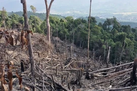 Ảnh minh họa. (Nguồn: TTXVN)