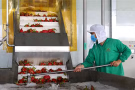 Thanh long được sơ chế để chế biến thành sản phẩm sấy dẻo ở nhà máy Nafood (huyện Đức Hòa, Long An). (Ảnh: Bùi Giang/TTXVN)