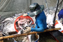 Thu hoạch cá tra thương phẩm ở xã An Nhơn, huyện Châu Thành, tỉnh Đồng Tháp. (Ảnh: TTXVN)