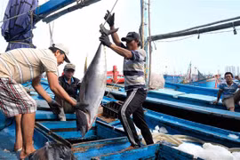 Đưa cá ngừ đại dương lên bờ tiêu thụ. (Ảnh: Nguyễn Dũng/TTXVN)