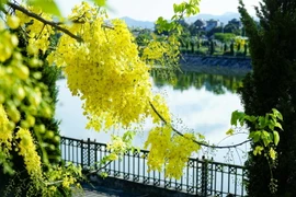Hoa nở thành từng chùm màu vàng rực khiến ai cũng phải xao xuyến. (Ảnh: Xuân Tư/TTXVN)