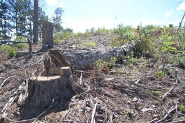 Rừng phòng hộ nằm trên địa bàn xã Phi Liêng, huyện Đam Rông đã bị triệt hạ, đốt cháy. (Ảnh: Đặng Tuấn/TTXVN)