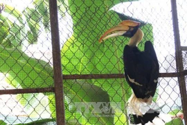 Chim Hồng Hoàng quý hiếm được thả về với thiên nhiên. (Ảnh: Tường Vi/TTXVN)