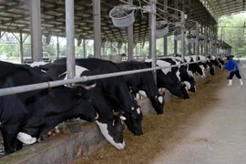 Ảnh chỉ có tính minh họa. (Ảnh: Mạnh Linh/TTXVN)